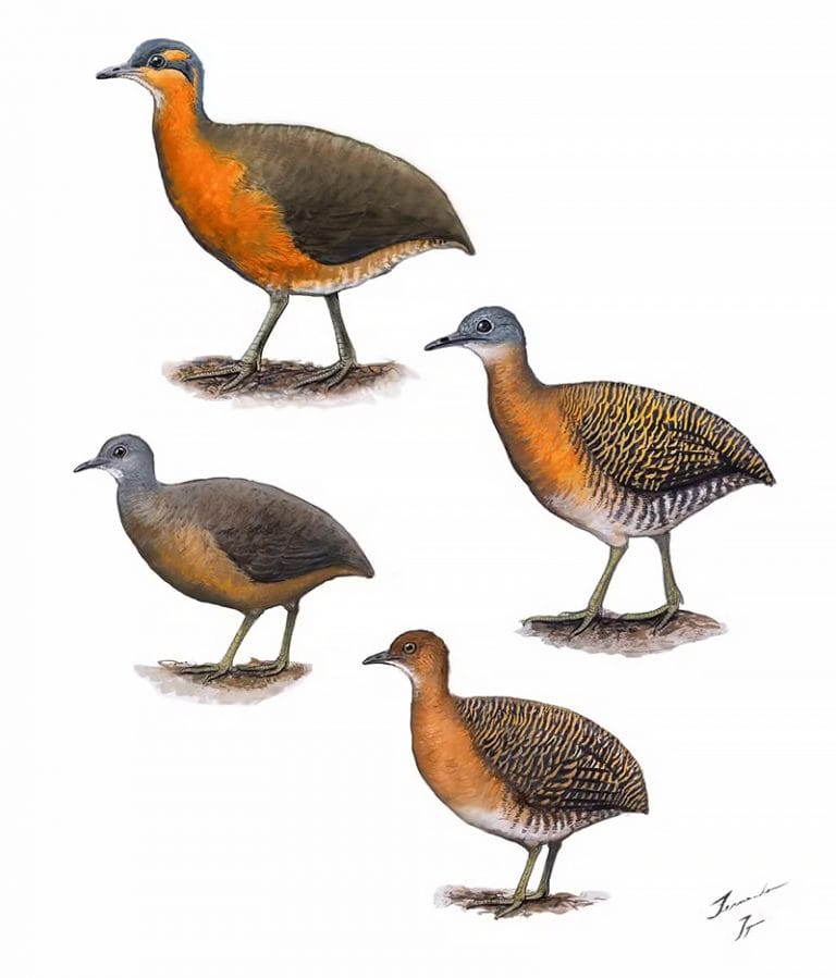 Sururina-da-serra ilustração 