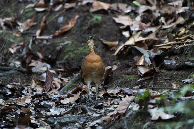 Sururina-da-serra piando 