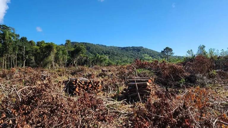 Área de restinga cortada em Praia Grande, SC