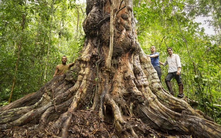 árvore de pau-brasil encontrada na Bahia
