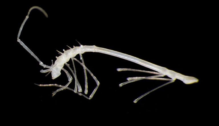 Crustáceo coletado na zona Clarion Clipperton