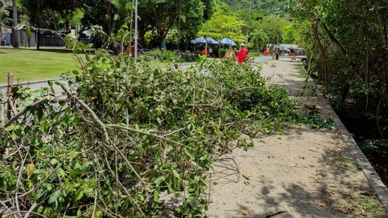 mangue decepado na lagoa Rodrigo de freitas