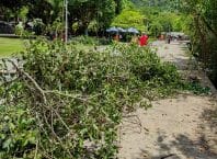 Prefeitura do Rio decepa mangues por árvore de Natal