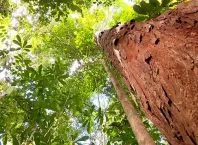 Pau-brasil ganha normas internacionais mais fortes