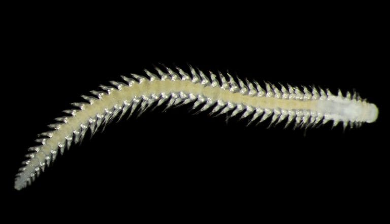 verme poliqueta coletado na zona de testes de mineração