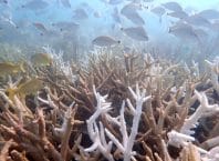 Oceano supera recorde de calor e amplia riscos globais