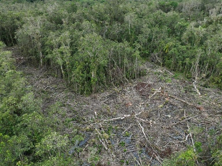 desmatamento no entono da APA Baleia Sahy.