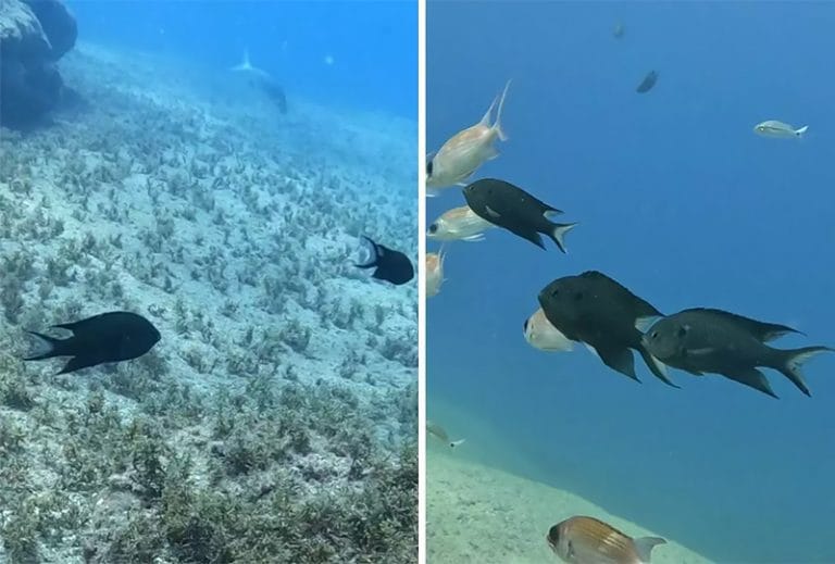 Imagens de donzela-real 