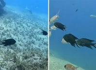 Donzela-real, mais um peixe invasor no litoral de São Paulo