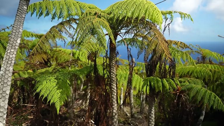 Samambaia gigante da ilha da Trindade.