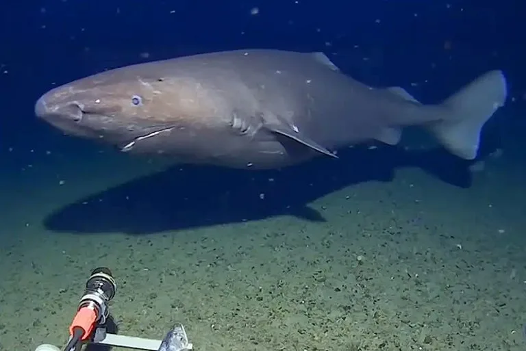 Tubarão-dorminhoco