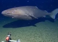 Criaturas marinhas bizarras: espécies que desafiam a ciência