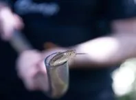 Ilha da Queimada Grande e a jararaca-ilhoa ameaçada