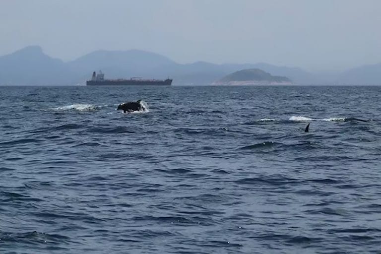 Mar do Rio de Janeiro 