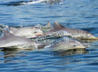 Porto Brasil Sul ameaça hotspot da Baía da Babitonga