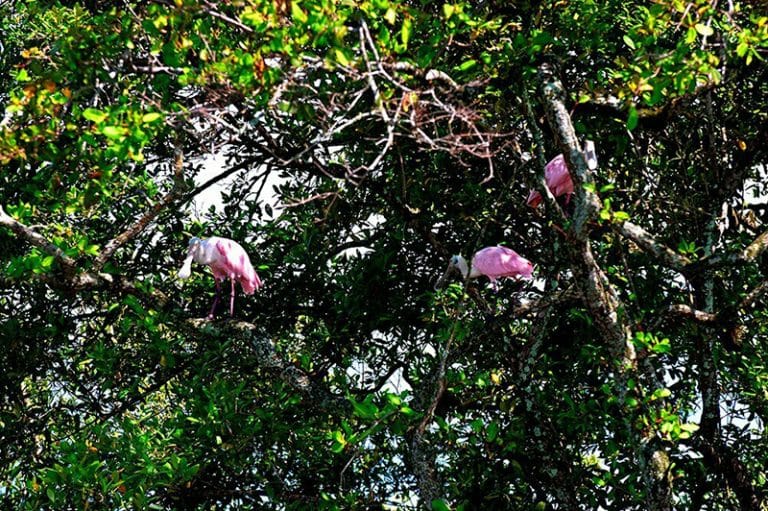 Colhereiros no manguezal 