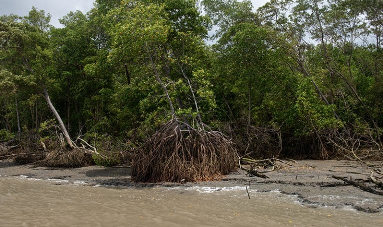 Mangues na maré baixa 