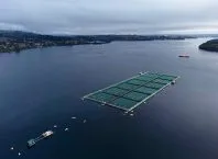 Criação de salmão no Chile: mortes, trabalho precário e poluição