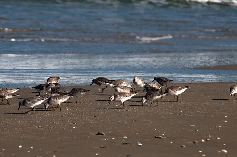 maçaricos nas praias do Rio Grande do Sul