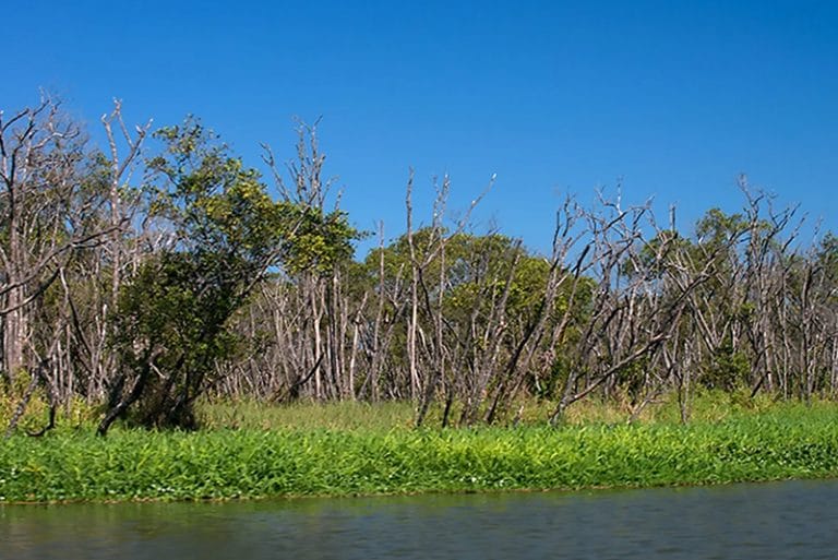 mangue de Iguape detonado pelo Canal do Valo Grande.