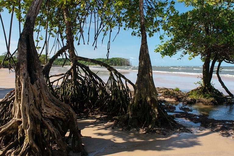 mangue na praia, Ilha do Marajó 