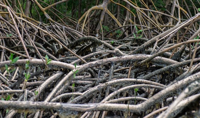 Manguezal do Pará, RESEX São João da Ponta.