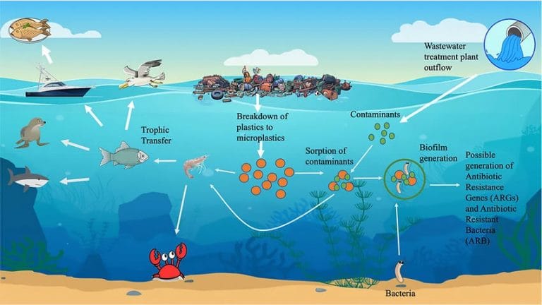 plástico e cadeia alimentar 