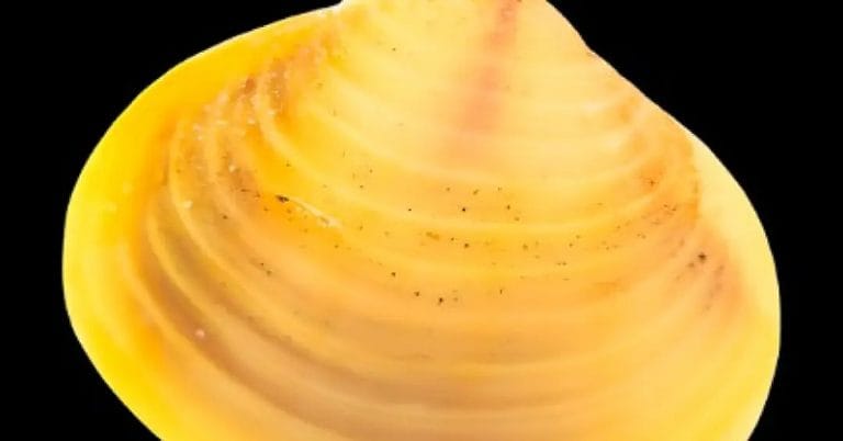 A amêijoa asiática é um dos moluscos invasores no Brasil.