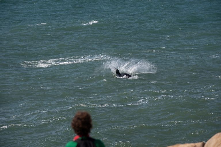 observação de baleias francas da praia em Garopaba