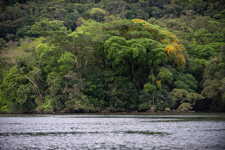 Mata Atlântica