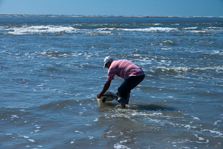 Caiçara devolve tartaruga ao mar em Iguape.