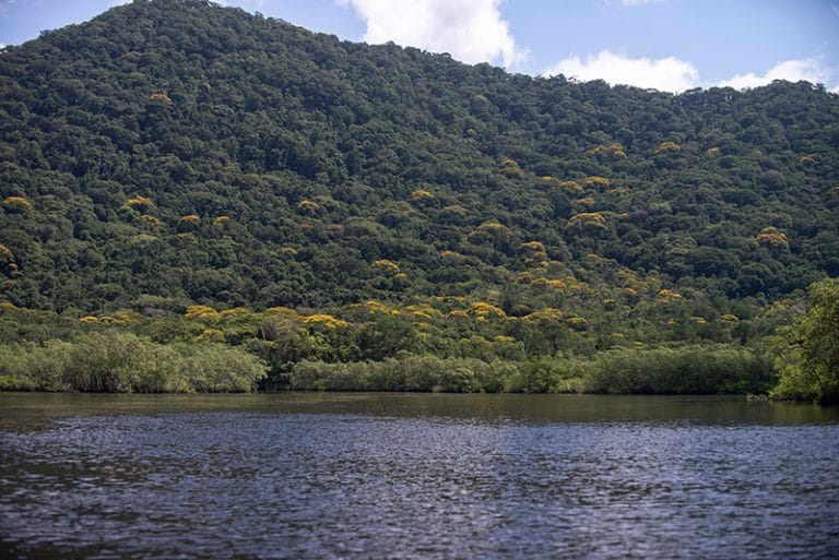 Ilha do Cardoso, no Lagamar, e guaricicas floridas