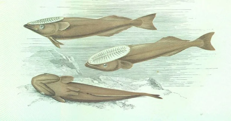 Ilustração de rêmoras