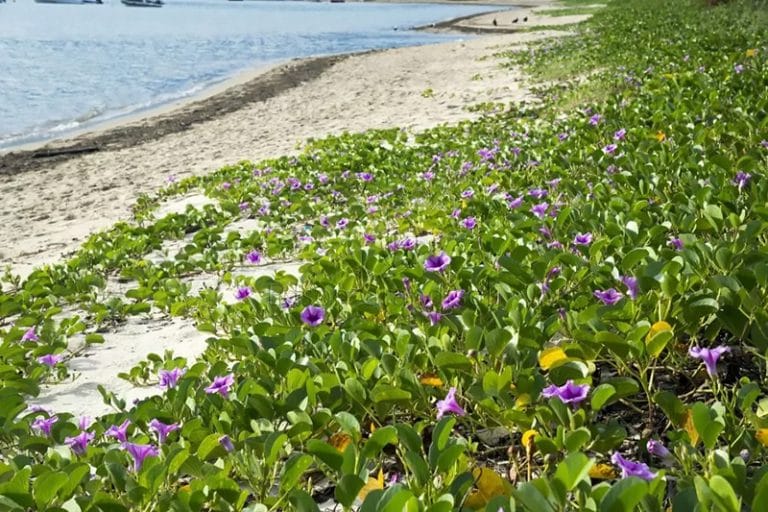 Jundu em Ilhabela 