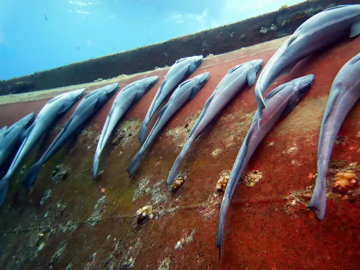 Rêmoras em casco de barco