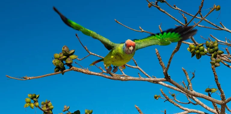 Papagaio de cara roxa no Lagamar