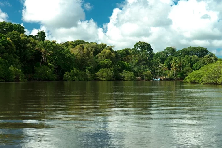 Mangue e Mata Atlântica na Resex Cassurubá.