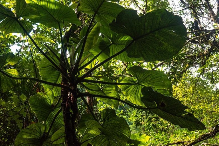 planta da mata atlântica 