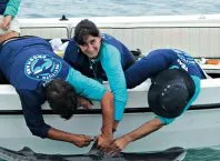 Tubarões-tigre na Baía da Ilha Grande intrigam cientistas