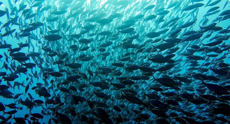 Peixes no fundo do mar