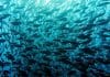 Trump libera pesca em monumentos marinhos do Pacífico
