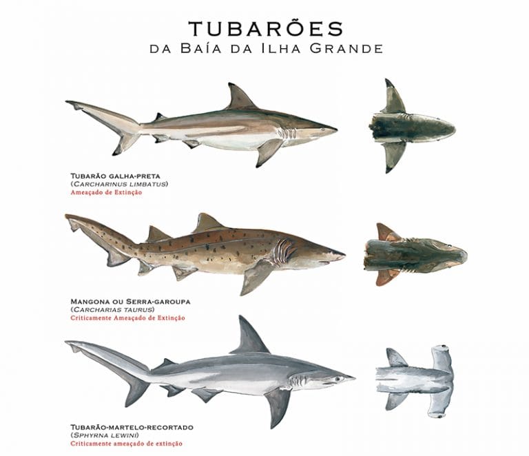 Tubarões da baía de Ilha Grande