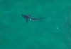 Baía de Ilha Grande revela berçário de tubarões