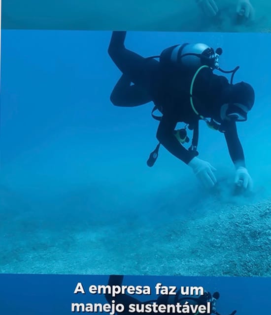 mergulhador em banco de algas calcárias