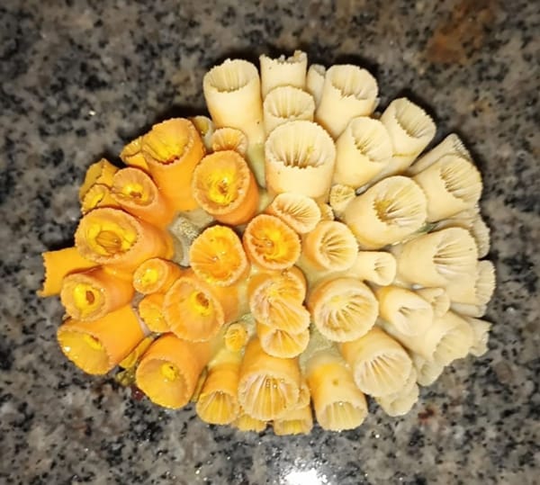 Coral sol