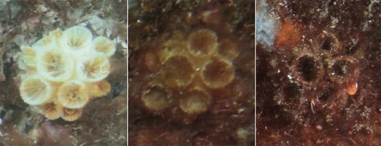Esqueletos de coral sol