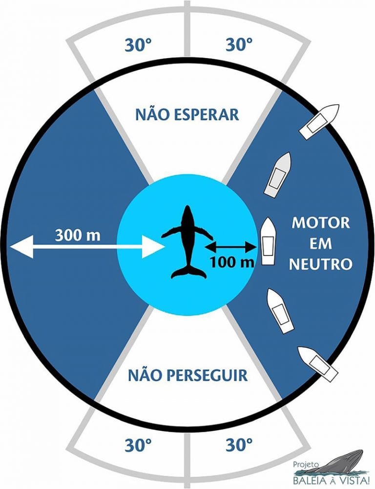 Esquema de barcos e observação de baleias 