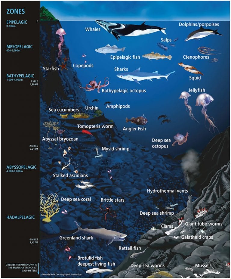 Gráfico da vida marinha nas respectivas profundidades