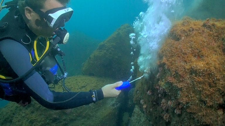 Remoção do coral-sol com ar comprimido
