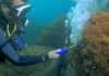 Remoção do coral-sol: novo método enfrenta invasão